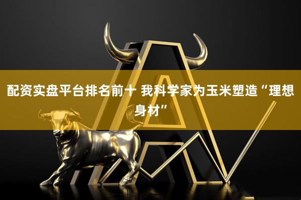 配资实盘平台排名前十 我科学家为玉米塑造“理想身材”